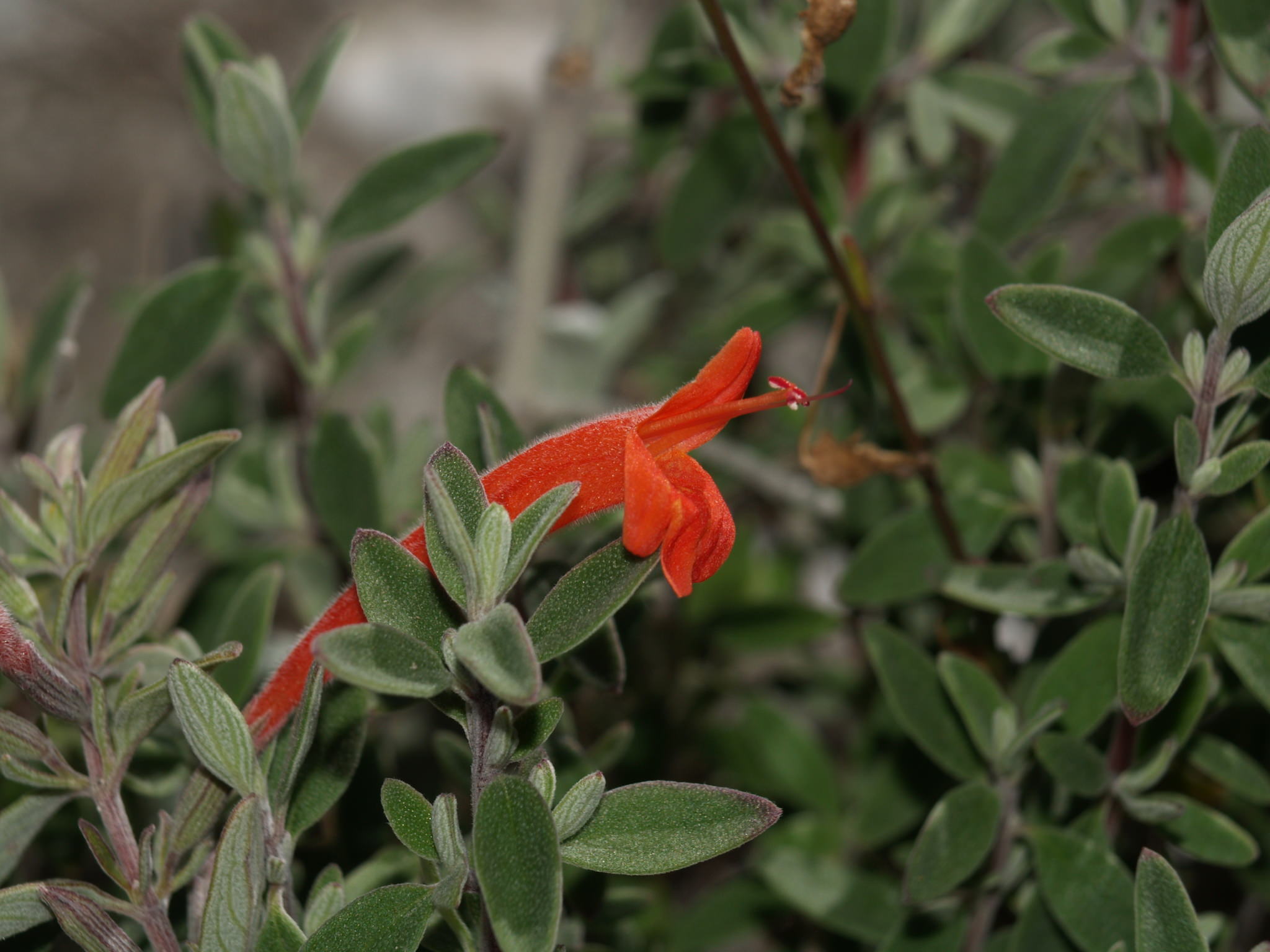 Poliomintha longiflora